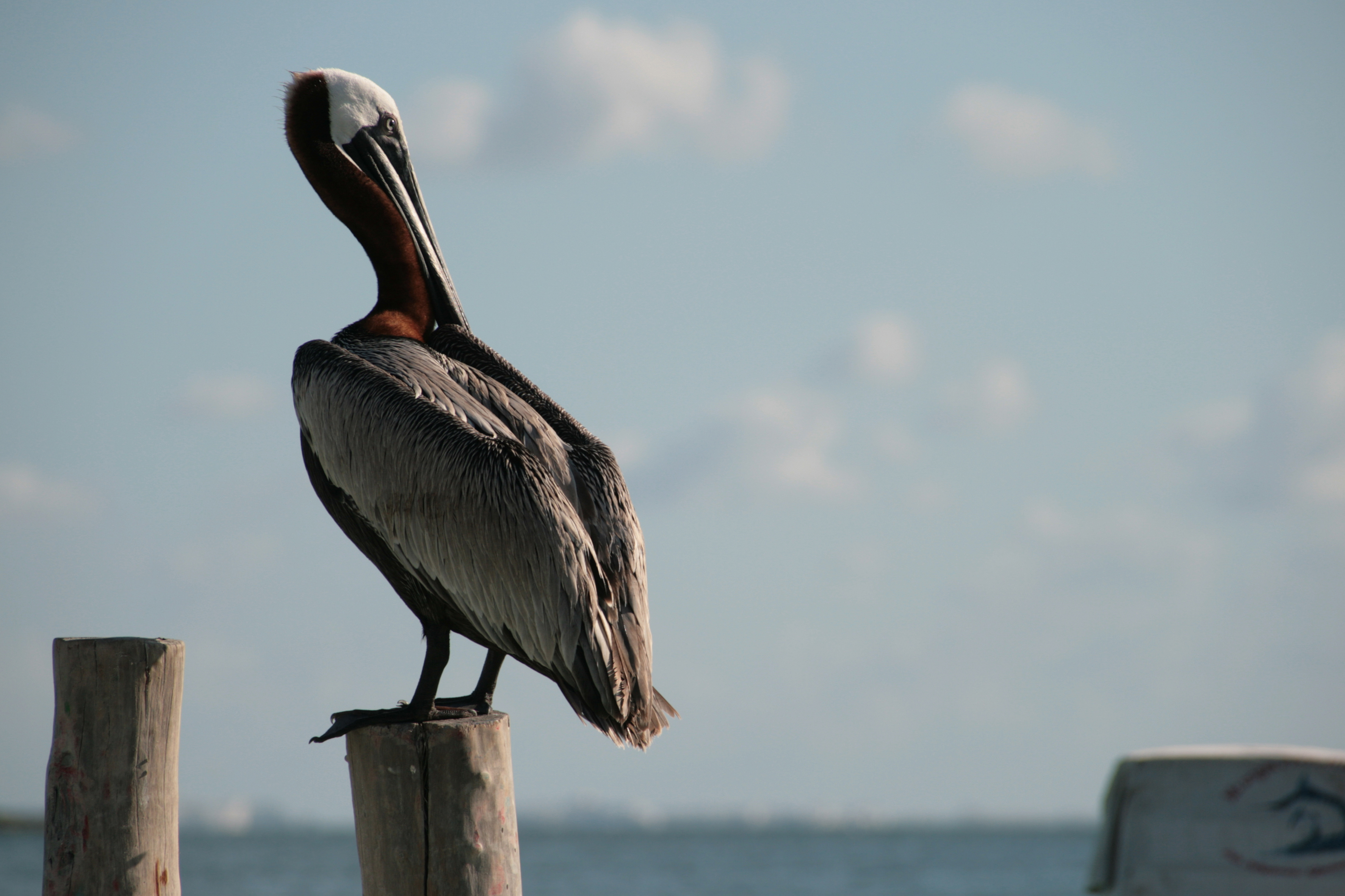 Pelicans are the most famous birds of the area. They can be seenspecially in fisher villages, wharfs and harbours.