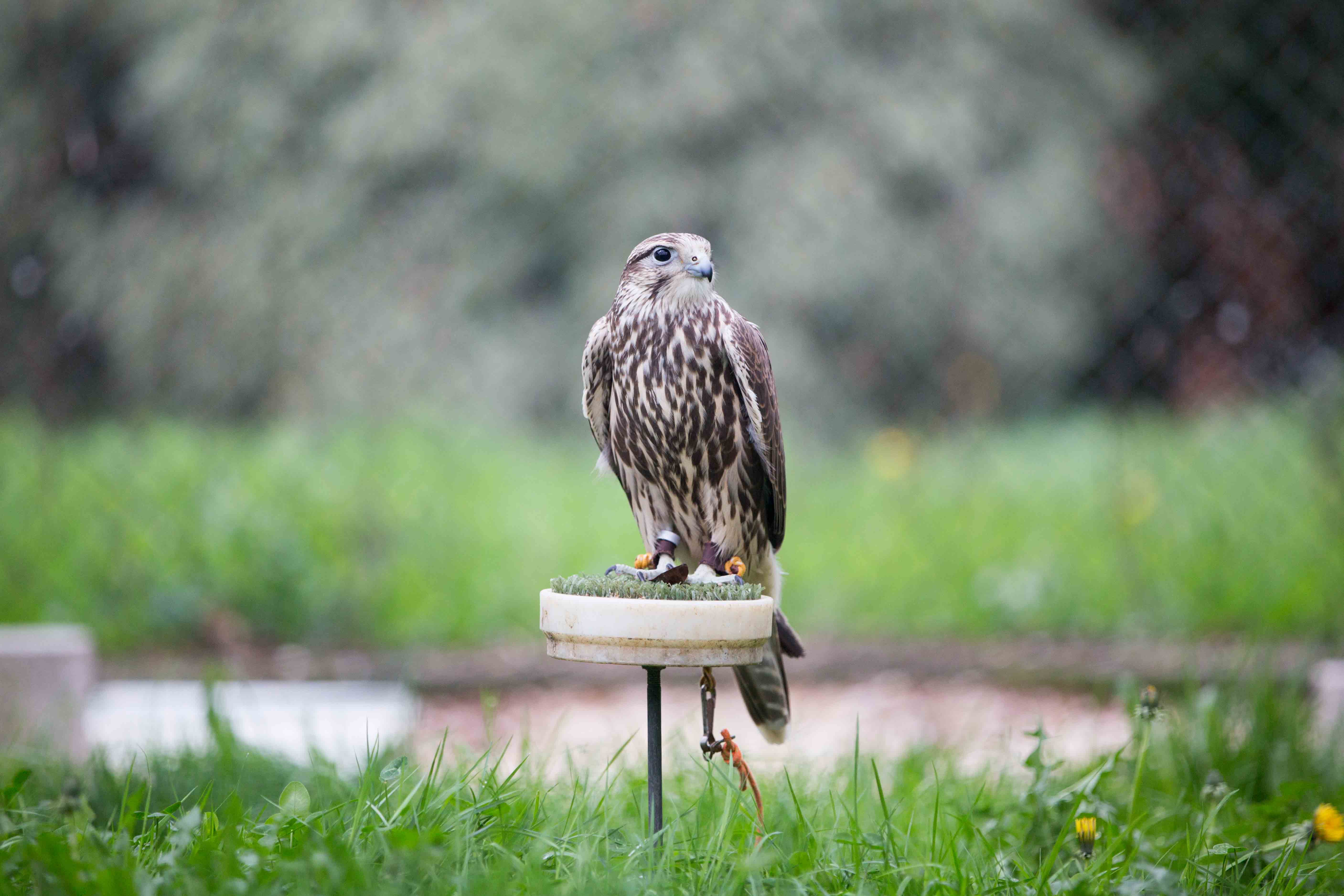There are 50 falcons of different species in the centre: Pilgrims, Geritafes, Sacres, Lanarios and hybrids.
