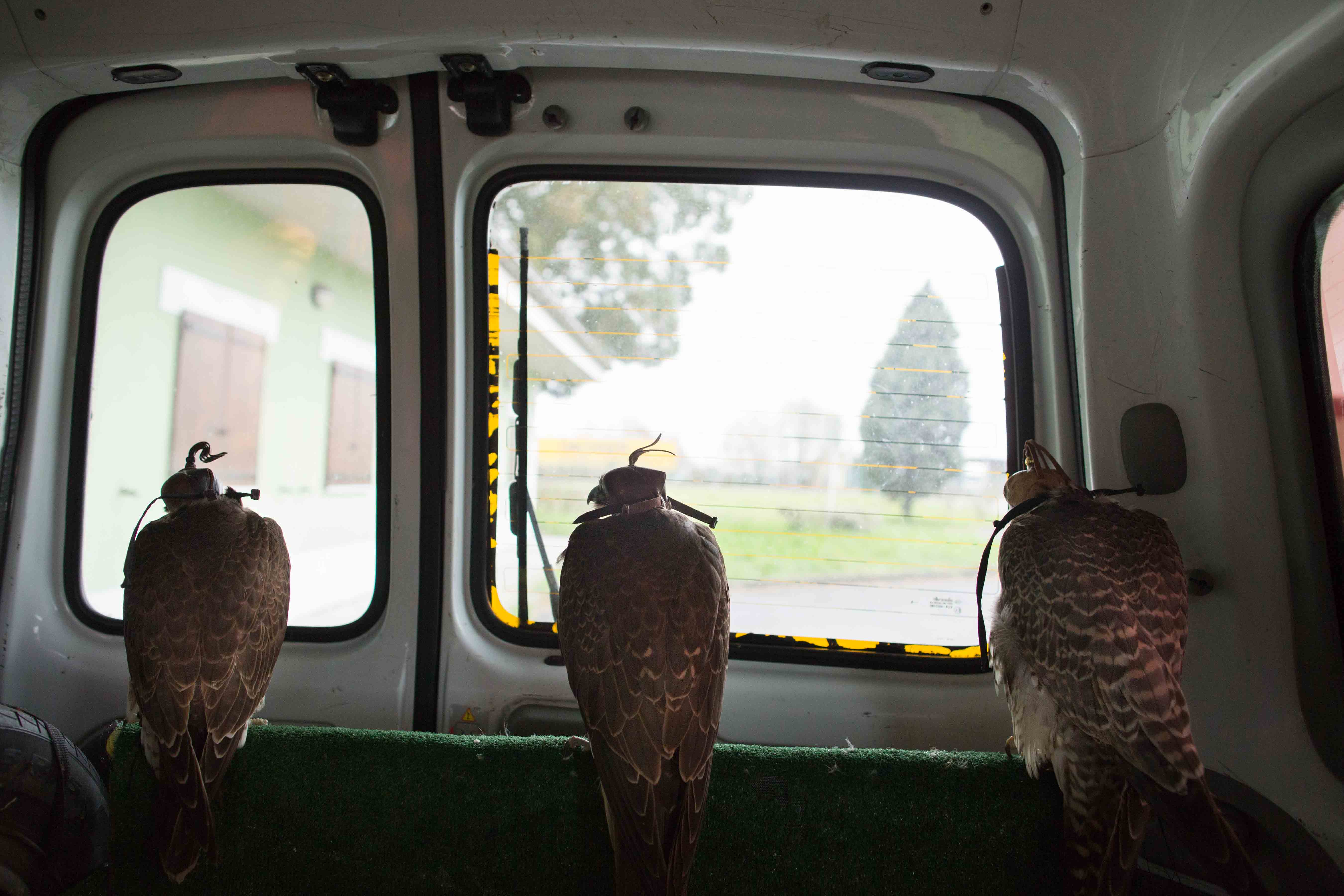 The falcons, together with the environmental technicians, travel in a van on their way to the track.