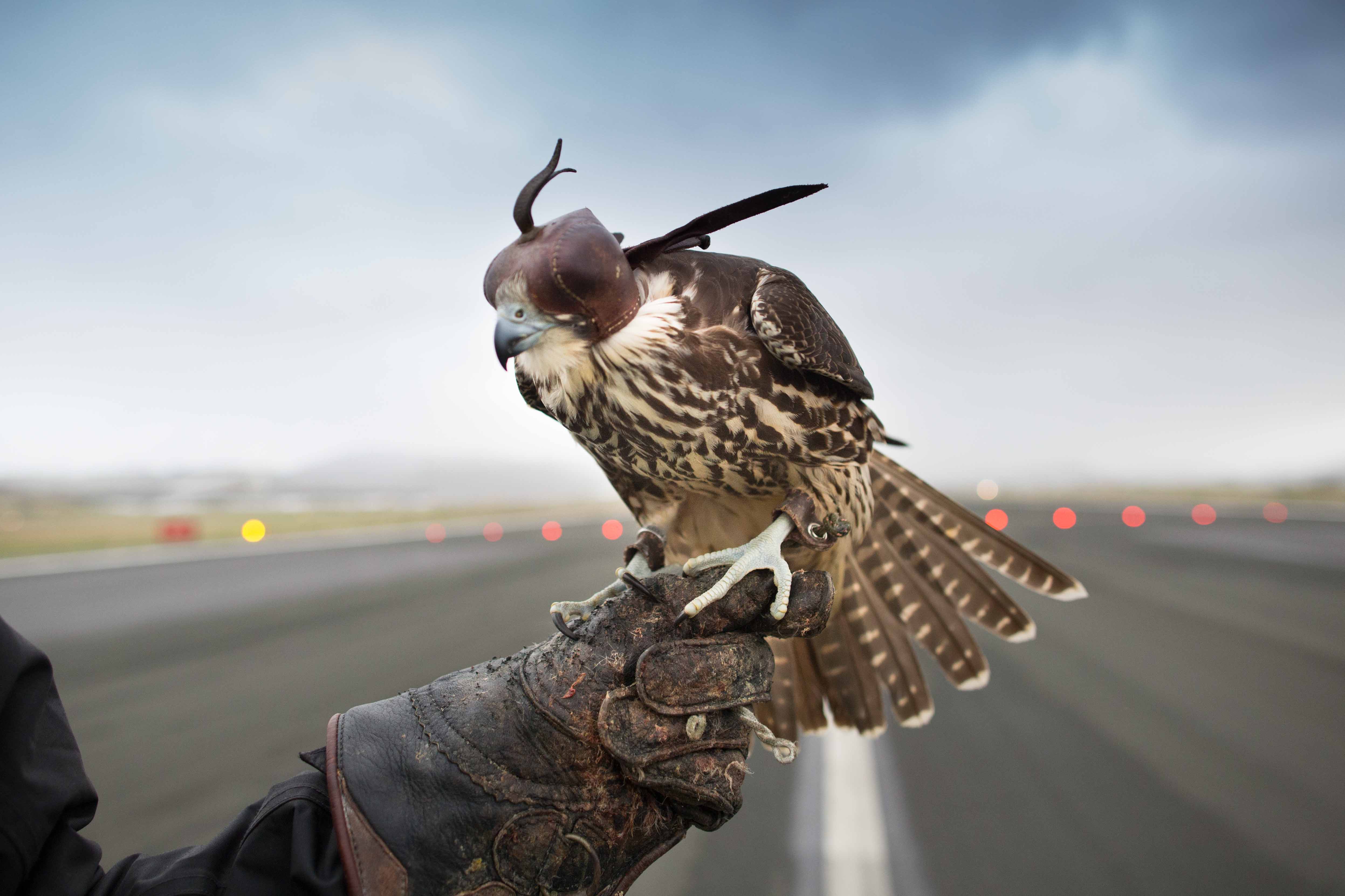 Until a few seconds before the flight, the view of the falcon is cancelled to keep the animal calm.