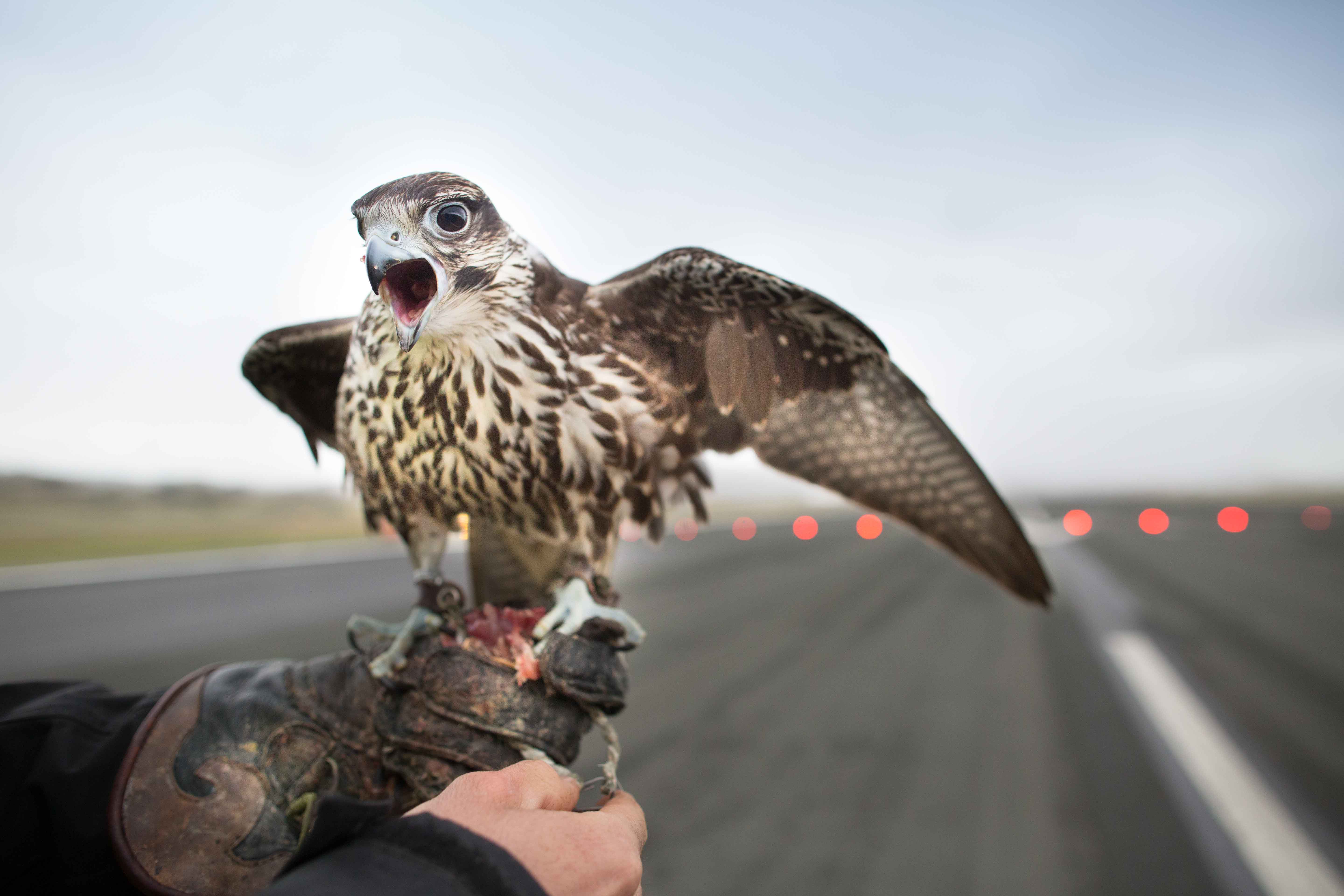 Marking flights are the most common ones. Falcons fly at 300-600 for one hour, depending on temperature.