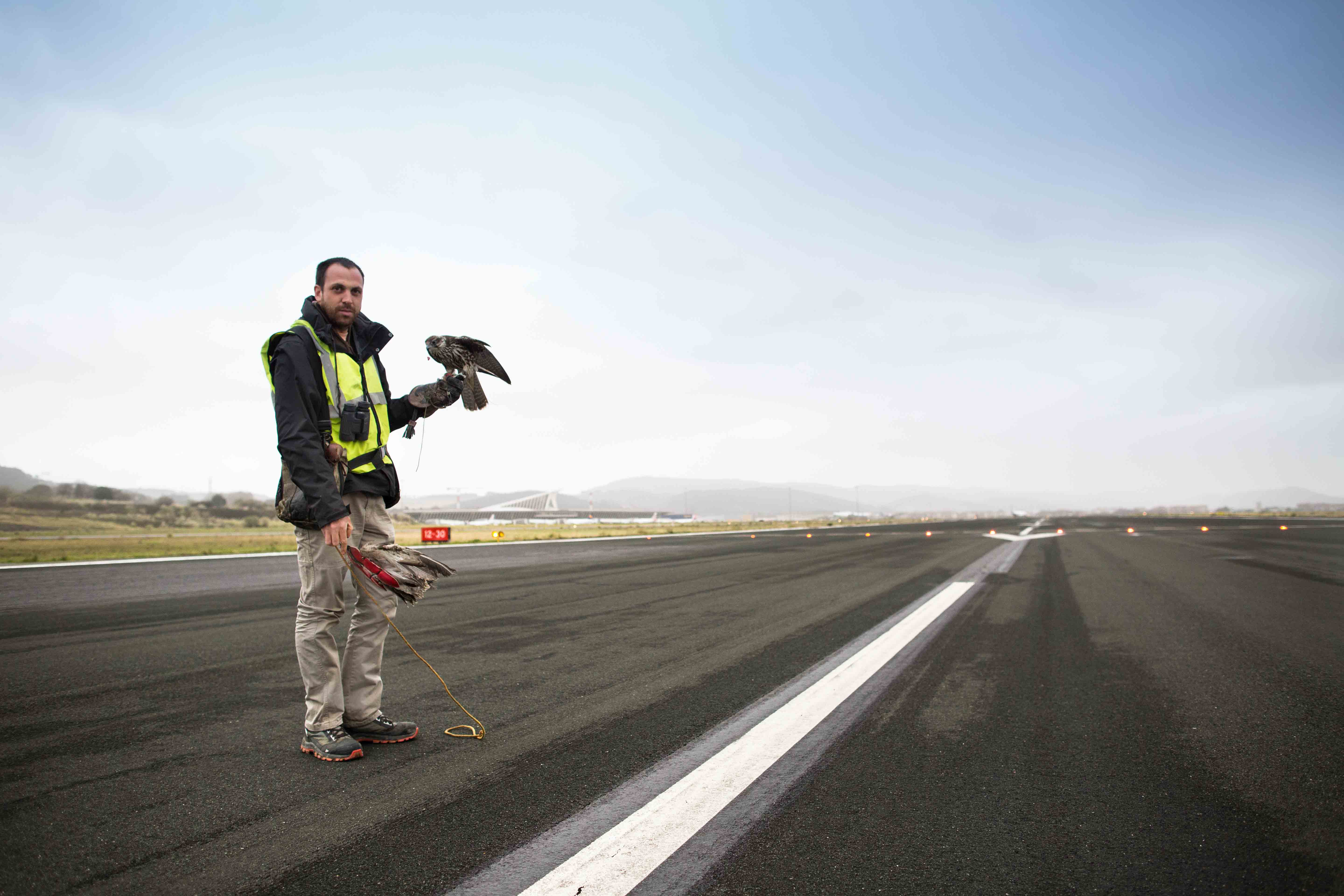 Guijarro: "Most flights don't get the prey; the animals run away from the taxiway."