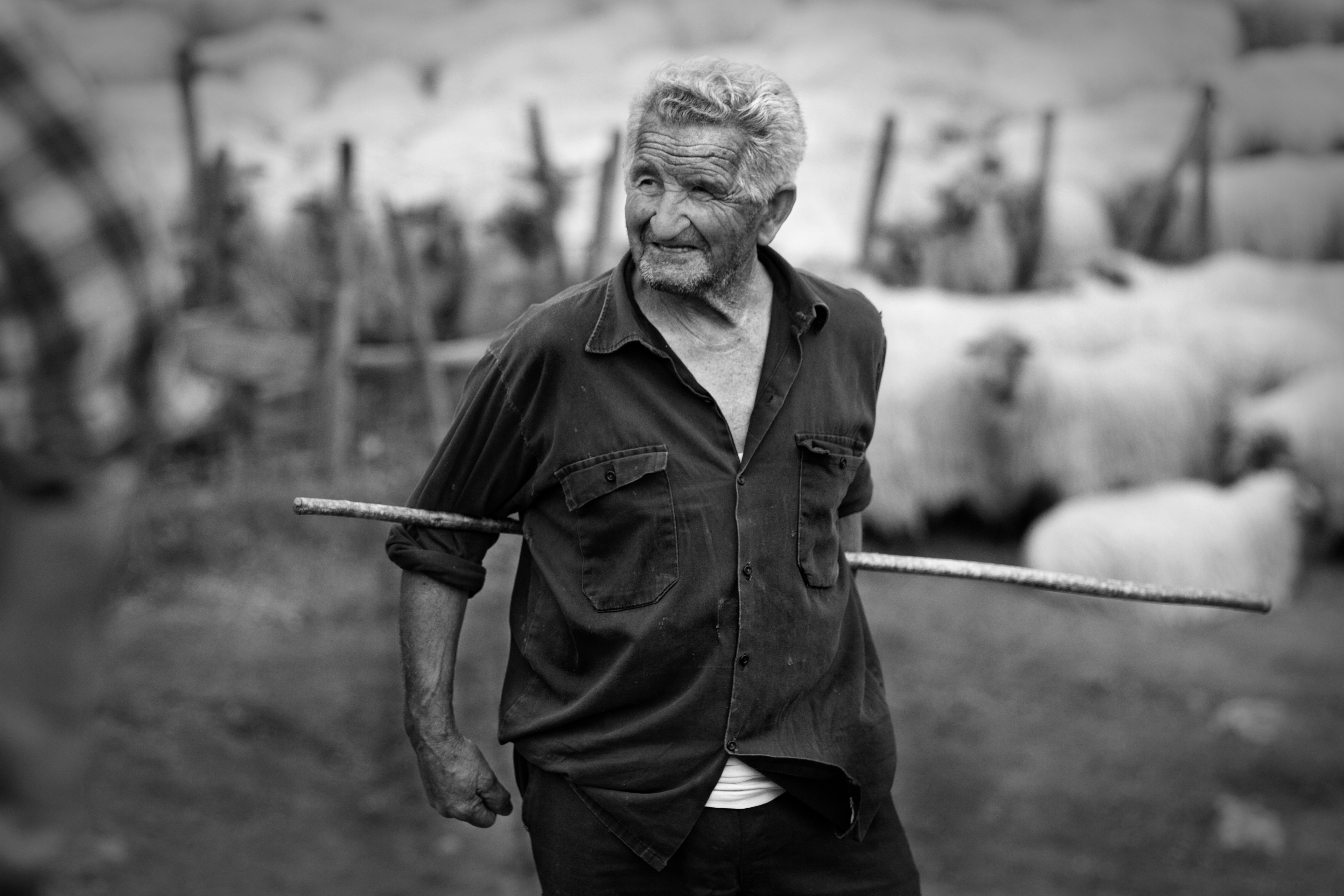 Still working: 78 years-old Luis Larrea is not retiring. He makes money selling of his 200 sheep-flock to a factory of Agurain (Basque Country).