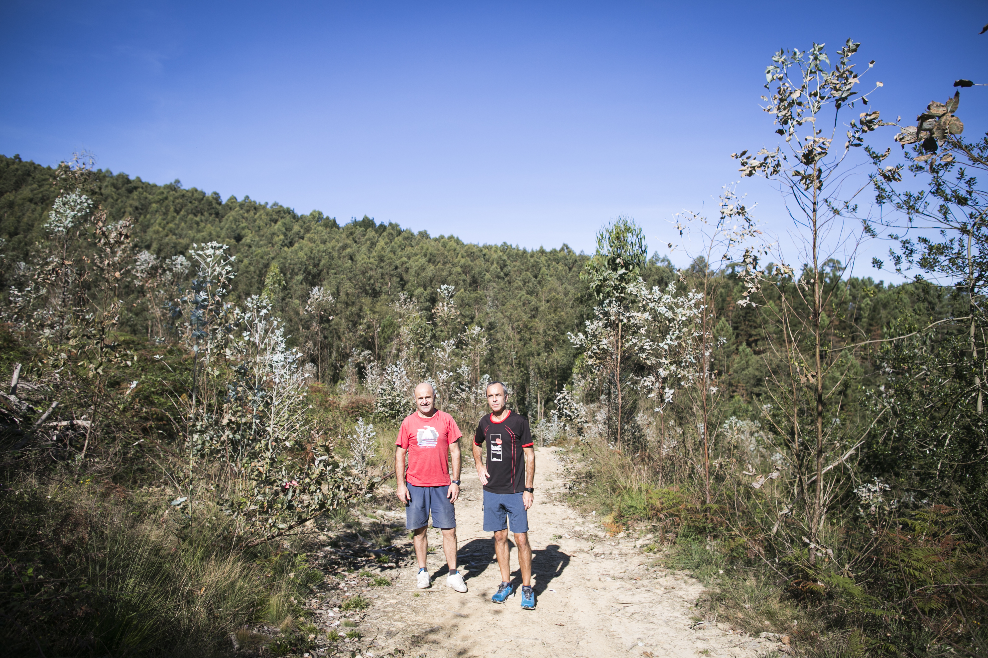 Zarate brothers replaced the pines with Eucalyptus in Zamudio (Bizkaia).